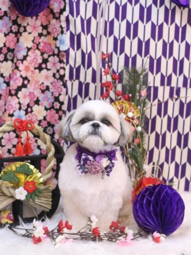 20250126みたらしちゃん